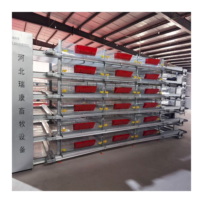 Low Cost Fully Automatic Hot Galvanized Quail Cage with all accessories