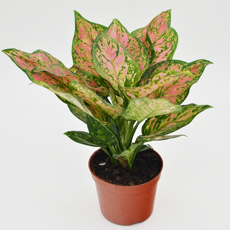 Горячая Распродажа, популярные оптовые Красивые растения Aglaonema красного цвета, валентинки, бонсай