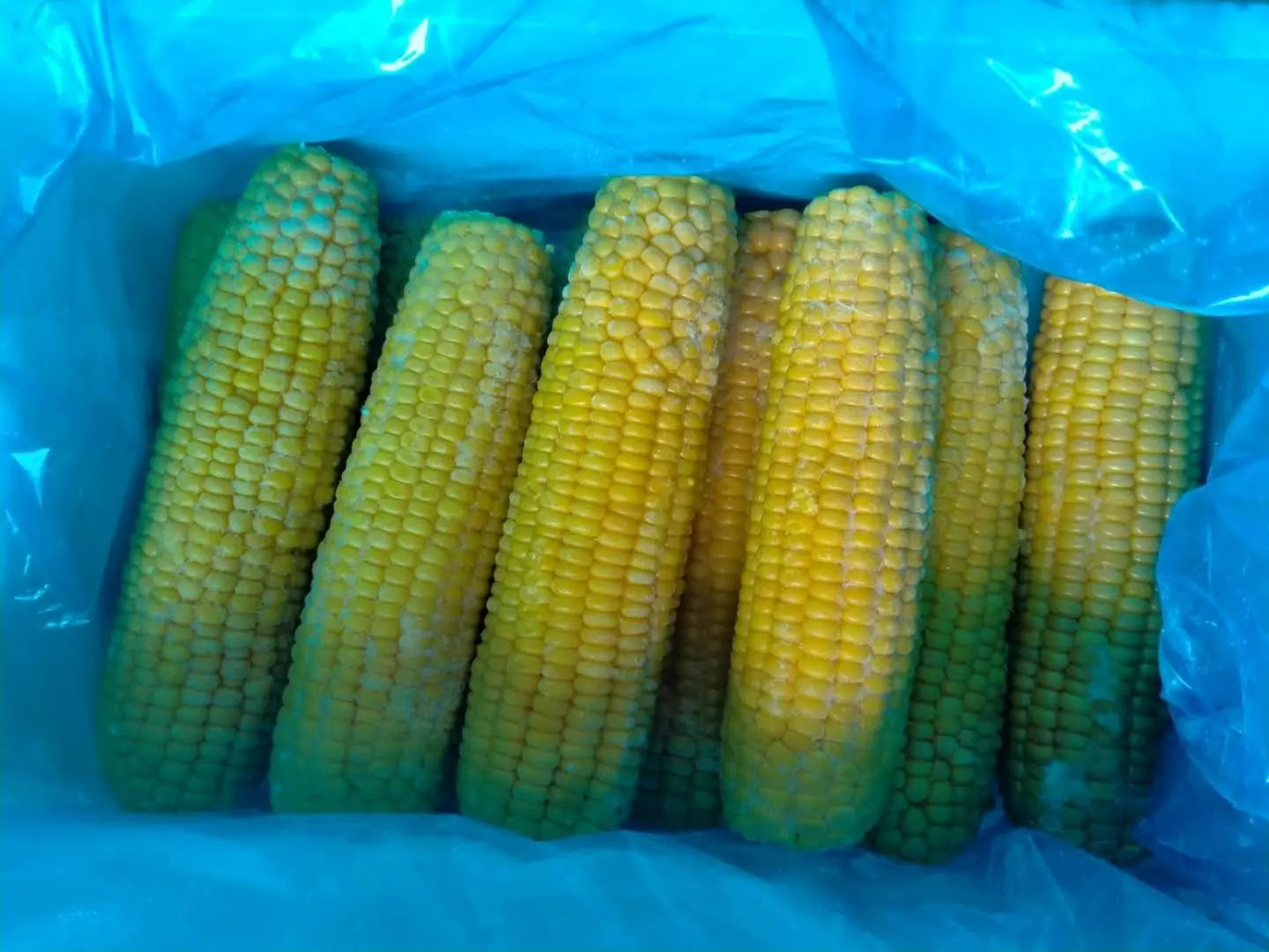 Hot Sale BRC Certified Frozen Sweet Corn Cob Whole / Cut Good Quality