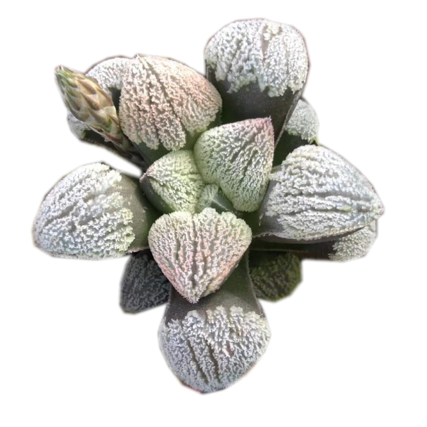 Живое растение Haworthia Pygmaea «юкиносао», редкие суккуленты, 3 чаша