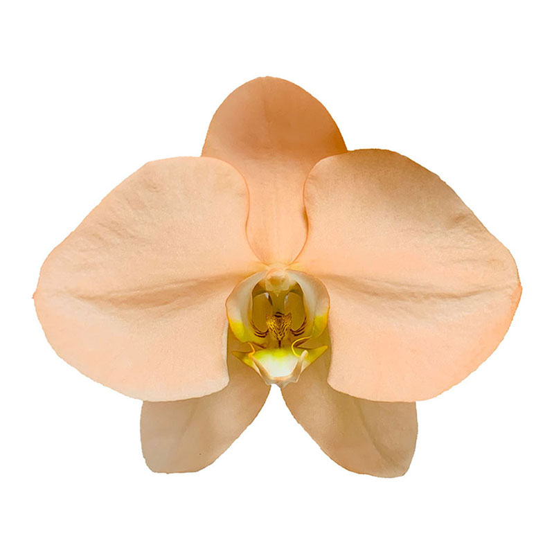 Sweet Orange Color Taiwan Sweet Orange Color Orchids Fresh Cut Flowers