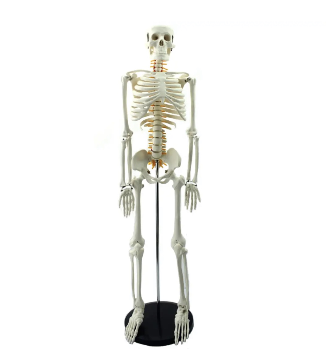 PNT-0106a hot sale classic 85cm nerve skeleton model