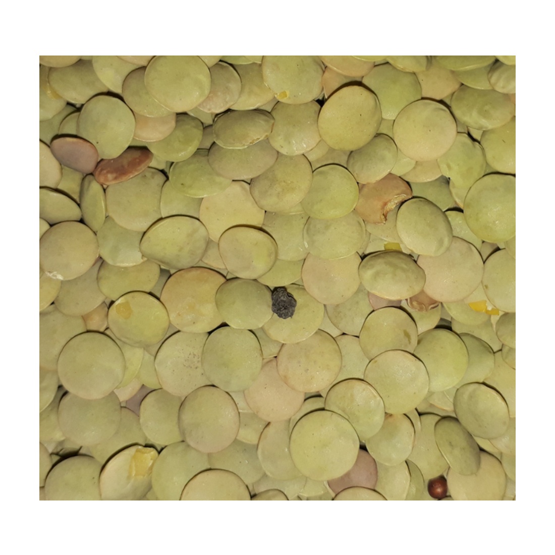 Non-GMO Dried Red and green lentils bulk healthy food whosale 100% natural organic beans food legumes