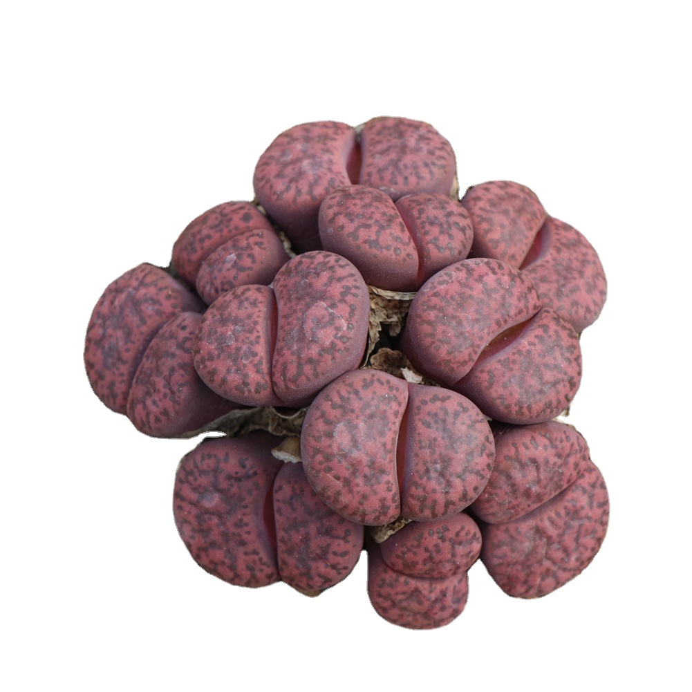 Красивые фиолетовые декоративные растения lithops для живых суккулентов