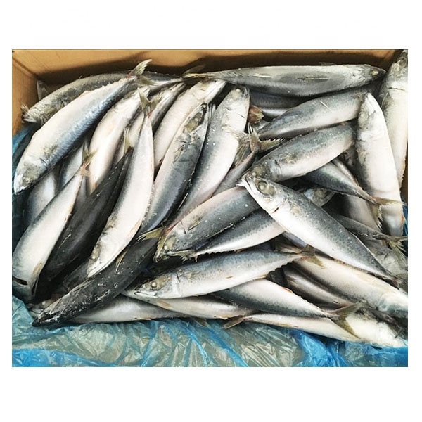 Оптовая продажа, дешевые морепродукты, замороженная свежая Тихоокеанская скумбрия, рыба целая круглая
