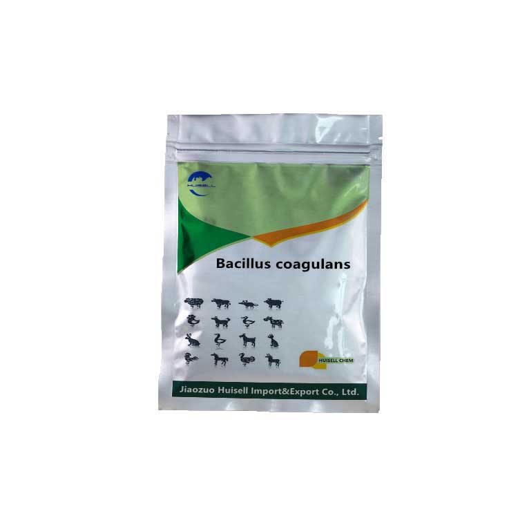 New Product Food Grade Food Ingredients Probiotic Powder Bacillus Subtilis Coagulans
