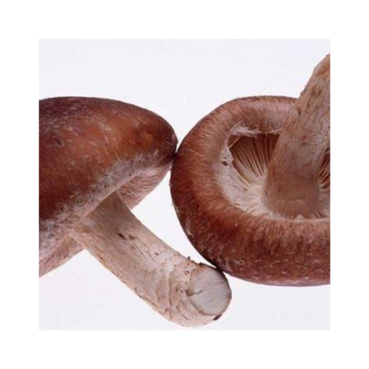 Competitive Healthy No Bad Film Mushroom Charm Shiitake Extract With Low Price