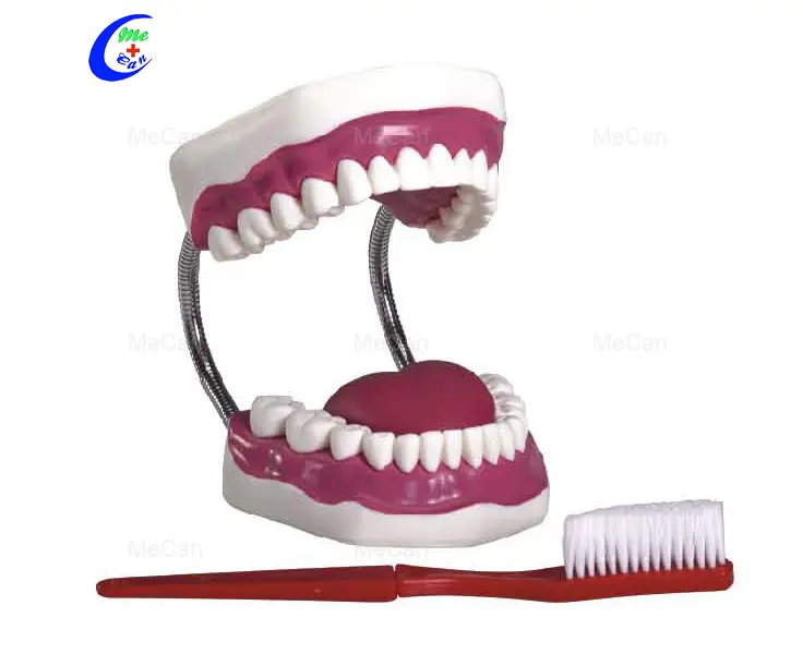 Hospital Medical Dental Care Model Dental Anatomical Tooth Model