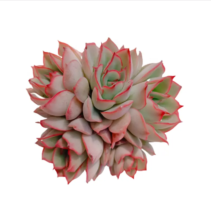 109 г., Echeveria Esther, декоративное растение для суккулентов, живая естественная эферия