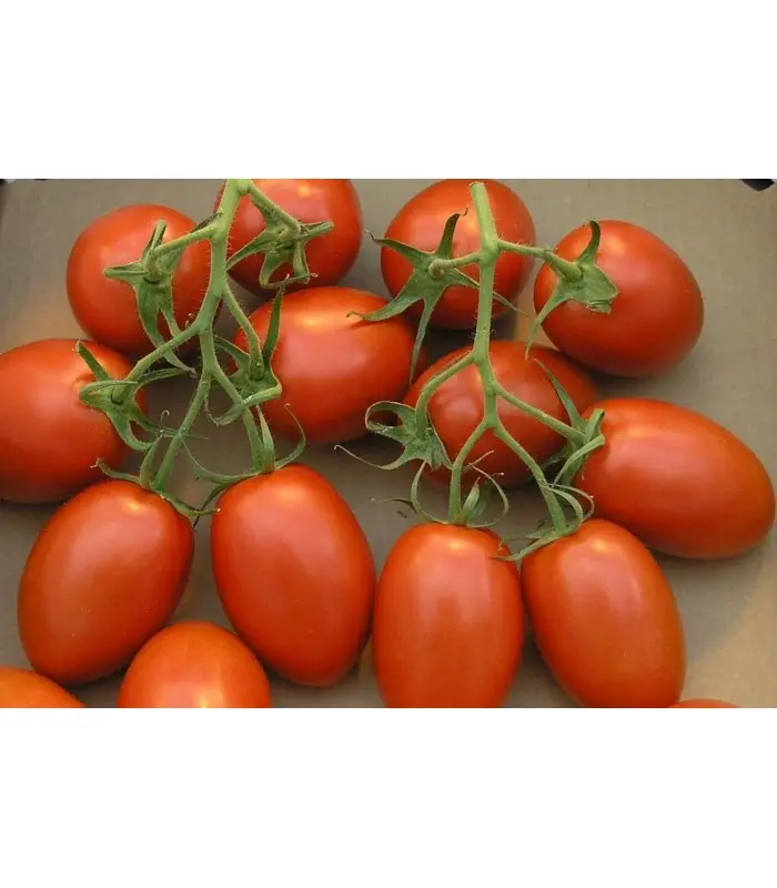 Big Oval Shape Rio Grande Hybrid Tomato Seeds Vegetable Seeds