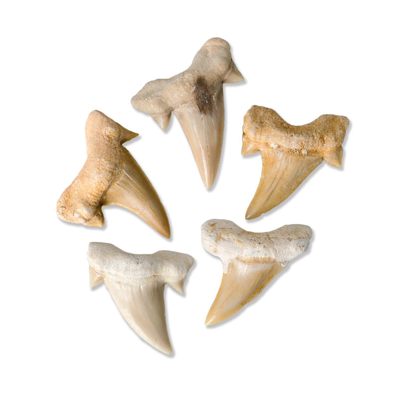 Megalodon shark tooth fossil natural Marine biology popular science teaching specimen DIY material