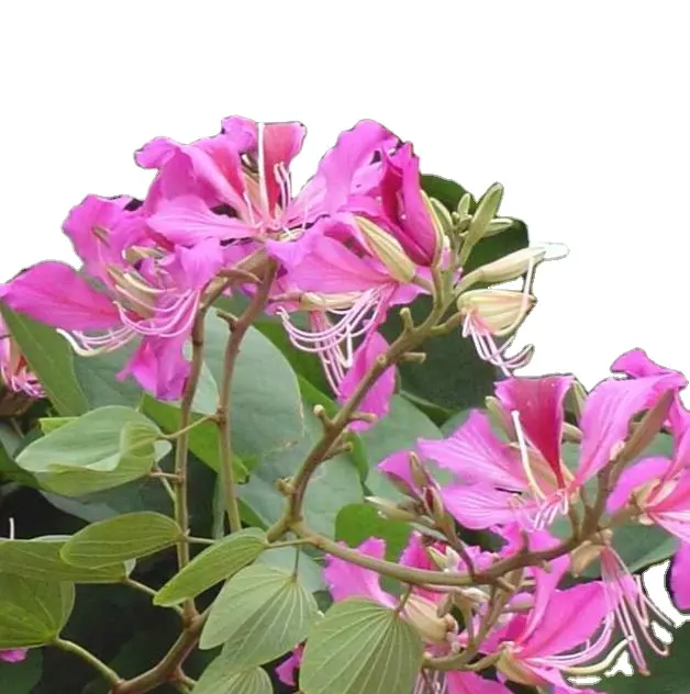 Natural flower plant dried Bauhinia Variegata seeds for planting