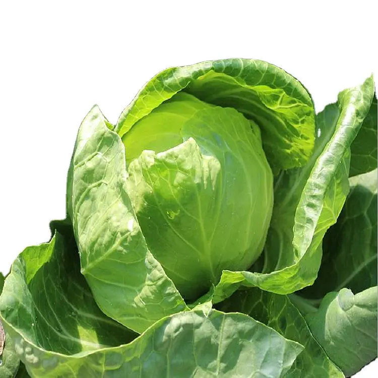 Hot sales fresh cabbage vegetable with bag wholesale carton box packing