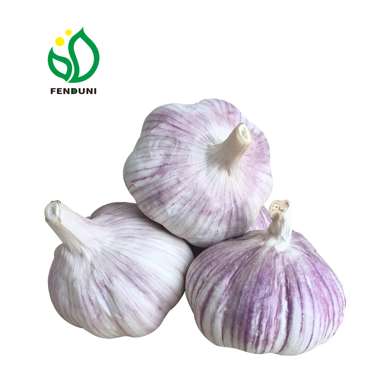 fresh garlic in canada fresh garlic 5.0 5.5 white