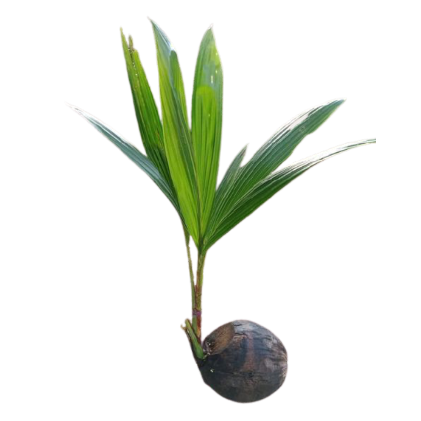 Thailand Supplier Best Price Natural Plants Coconut Palm Tree Seedling