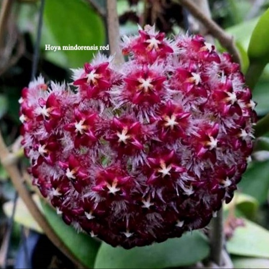 Hoya завод из Таиланда nusery