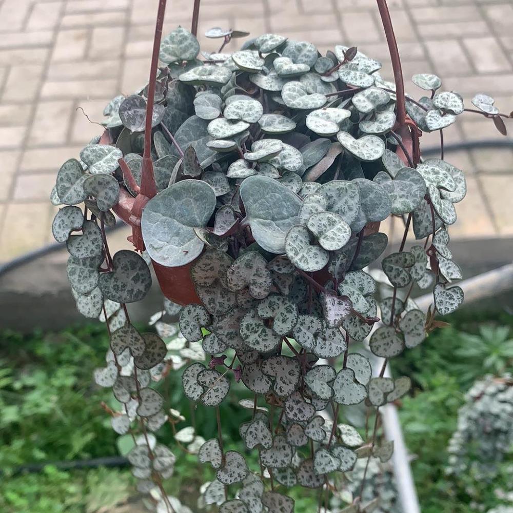 Цепочка сердец для оптовой продажи