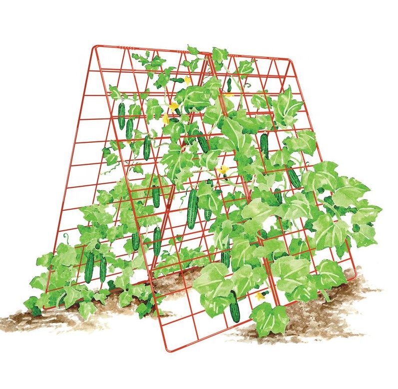 34 x 48 Inches Foldable A Frame Cucumber Trellis