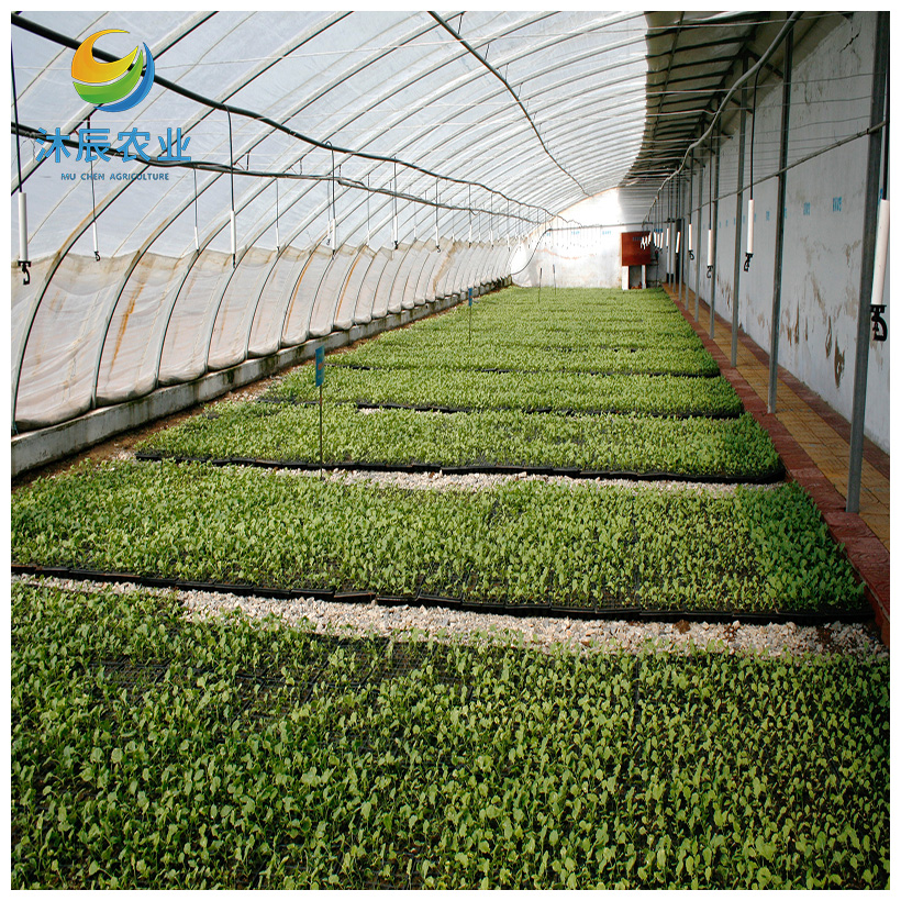 Tunnel Film Greenhouse With Hydroponic System For Strawberry Other Agriculture Greenhouses Commerce Supplier