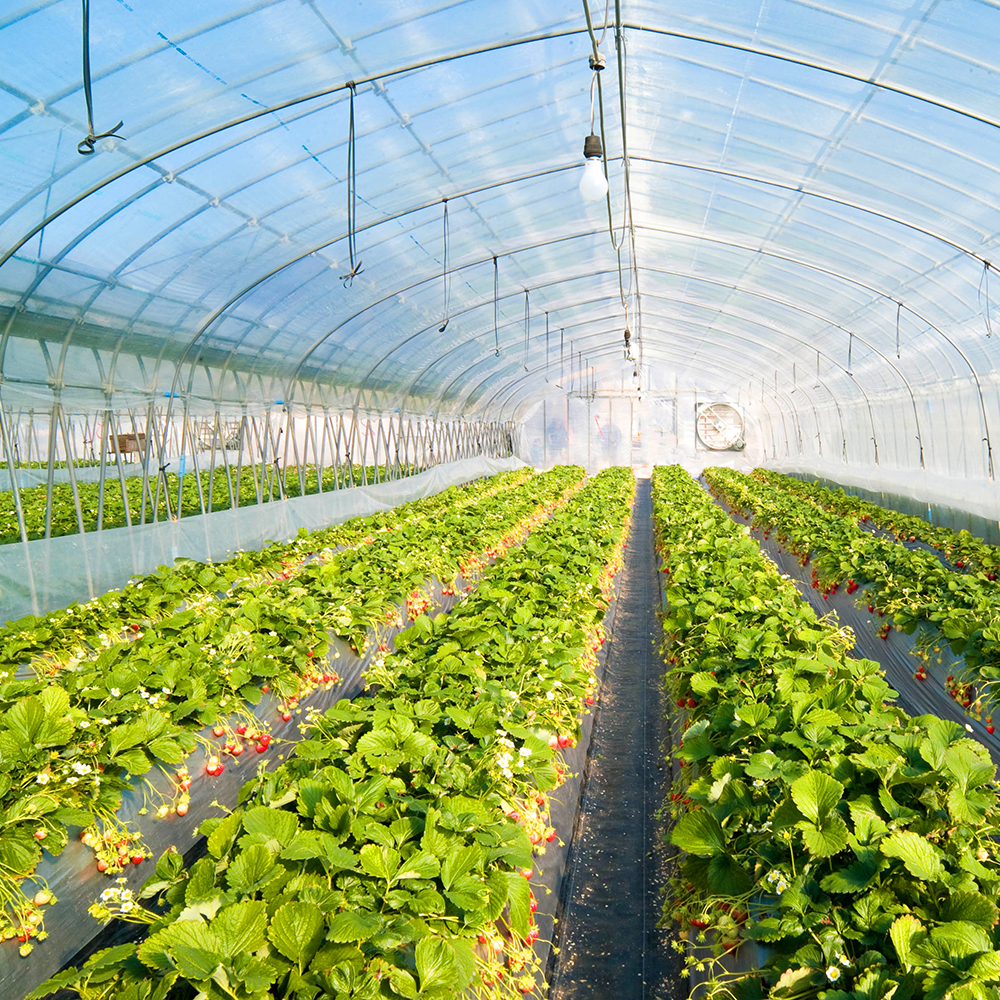 easy to degrade clear greenhouse agriculture pe protective film