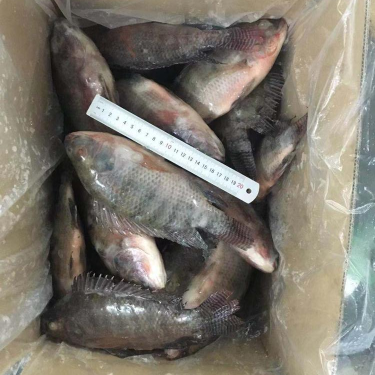Новый сезон круглый замороженный черный тилапия