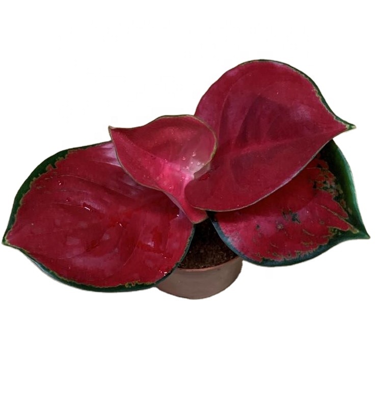 Низкая цена, оптовая продажа, красивые декоративные живые растения Aglaonema, красный, dong fang, настоящий бонсай