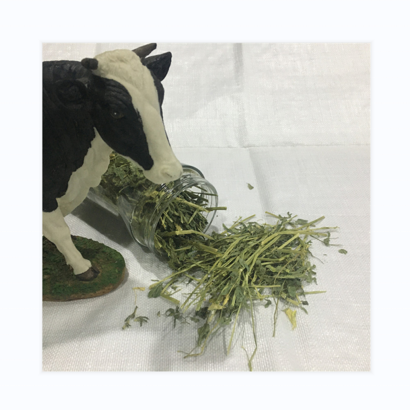 Best Quality T&H alfalfa hay for Animal Feeding