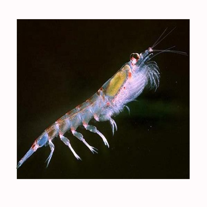 Замороженные Крили для корма рыбы, Acetes Chinensis, кормовые, креветки krill