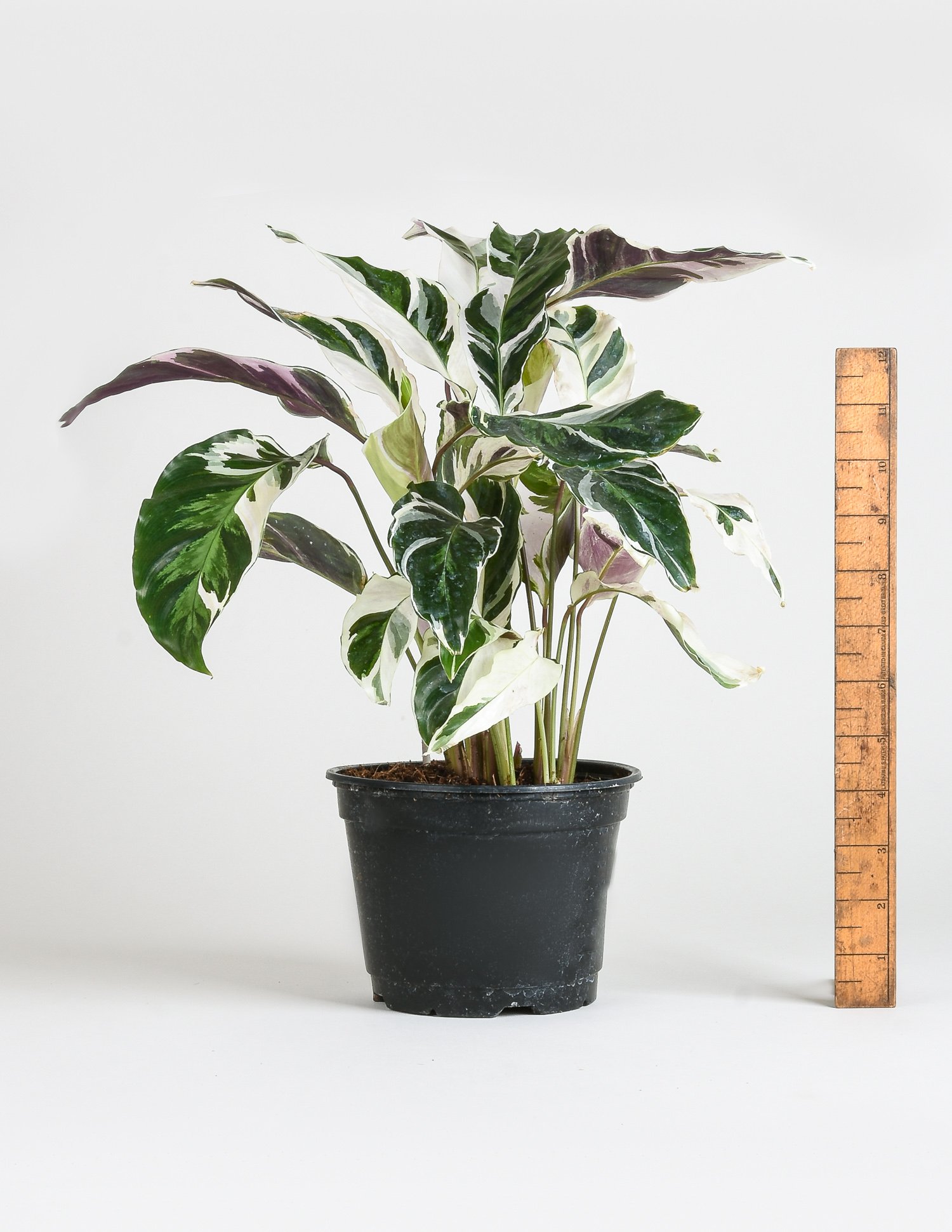Прямая продажа с завода, высококачественные древесные растения Calathea Fusion White для домашнего декора