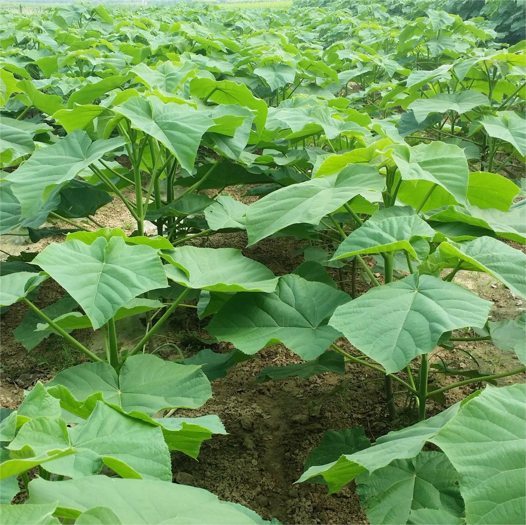 Shandong регионы Paulownia, корень тополевого дерева и рассады, древесина древесины для продажи