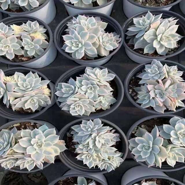 XS066 Echeveria Subsessilis Variegated Romeo Live Succulent Glass Terrarium supplier Rare plant variegated Office Decoration