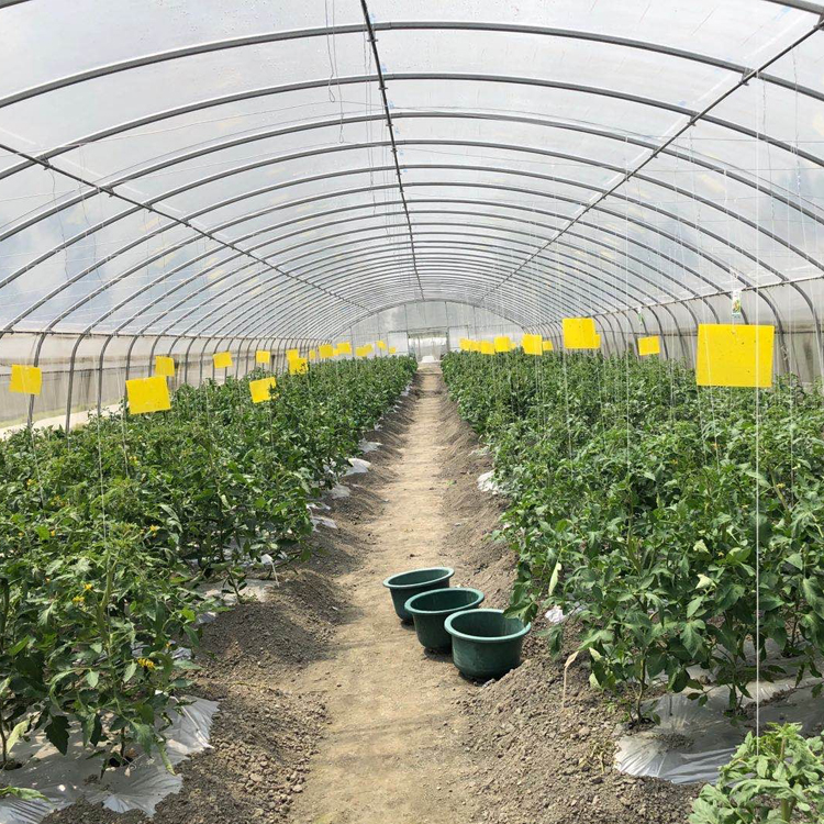 Easily Installed Agricultural Commercial Green House