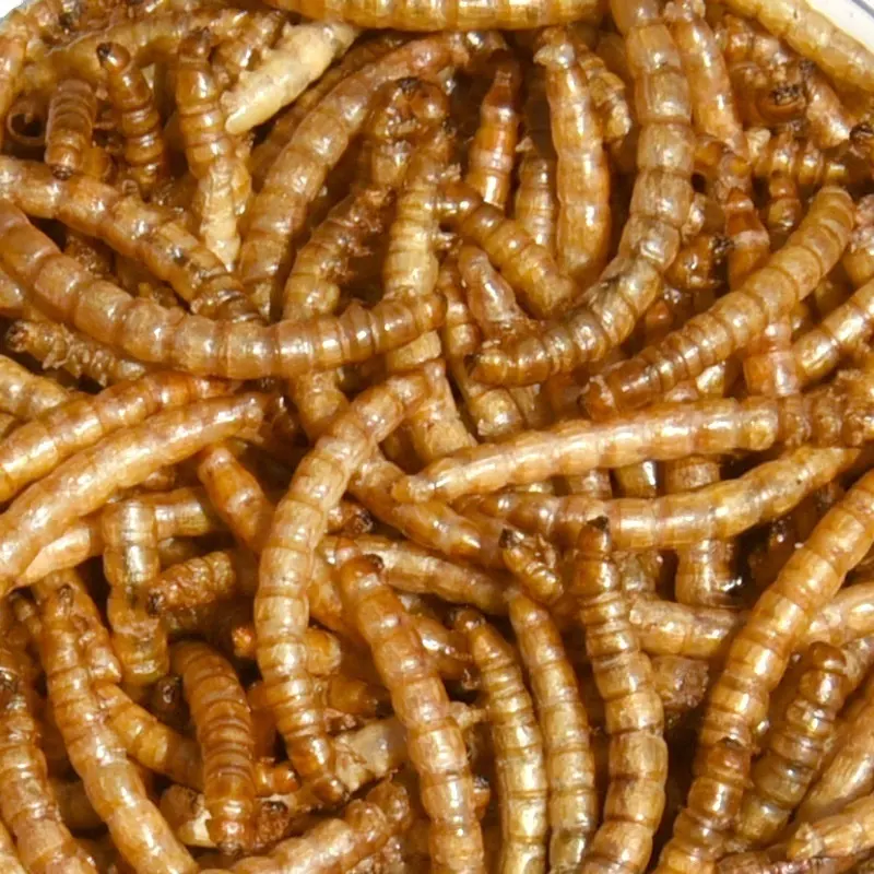 Freeze Dried Mealworm for Small Pet food natural mealworms