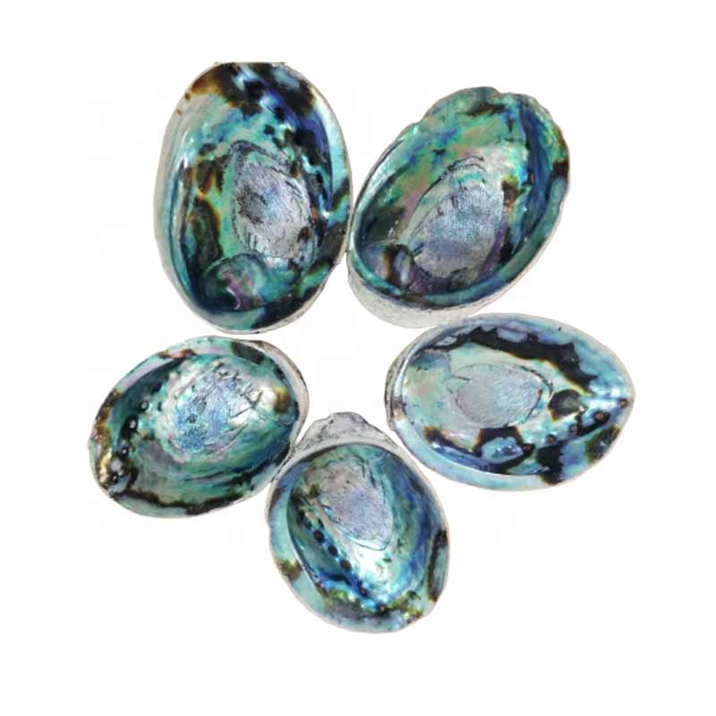 Large Stock !Nice quality  New Zealand Abalone shell/Natural seashell Price
