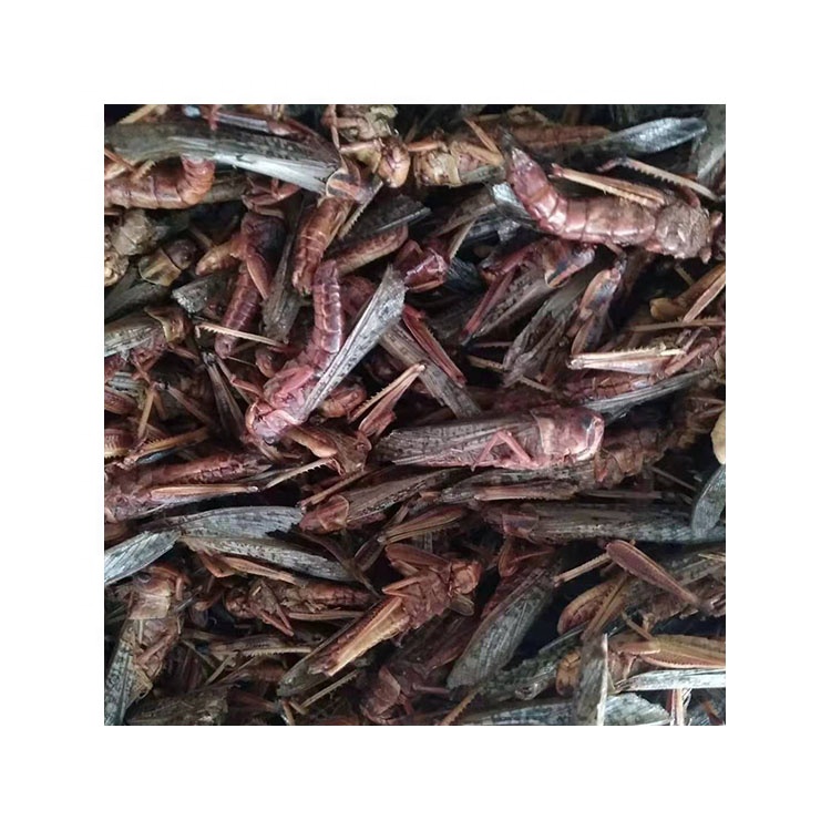 Китайский Производитель, низкая цена, сушеный Кузнечик