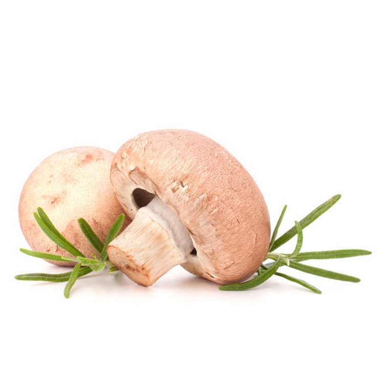 Quality Assurance Easy Foam Wild Shiitake Extract Wild Grow Mushroom For Household Daily Eating Food