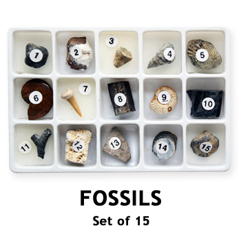 Stones From China Fossil Science Specimens Kit/fossil specimens stone show kits for kids