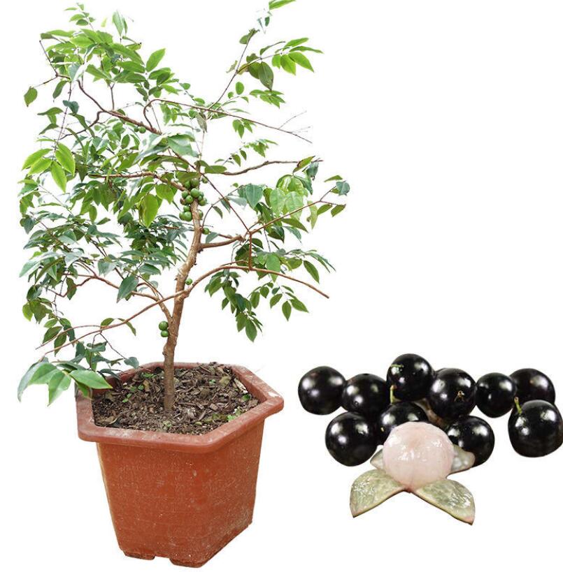 Натуральные Сушеные и свежие Myrciana cauliflora Berg Jaboticaba фруктовые молодые деревья для посадки