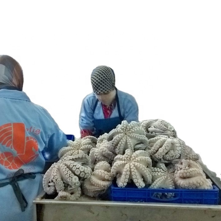 Лидер продаж, высокое качество, замороженный осьминог, распродажа из Марокко