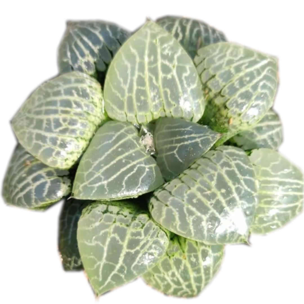 Haworthia «shuisho» 101 редкий суккулент живое растение 3 'горшок