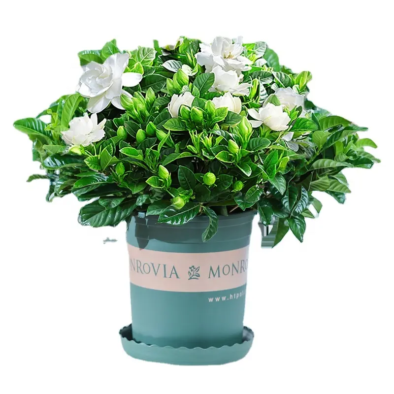 Wholesale low price beautiful Gardenia jasminoides Ellis ornamental live real woody plant bonsai