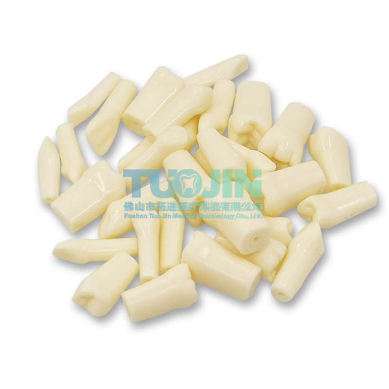 Dental Resin Simulation Tooth Model High Quality For Dentistry Exam Preparation Teaching Studying Dentist Tools