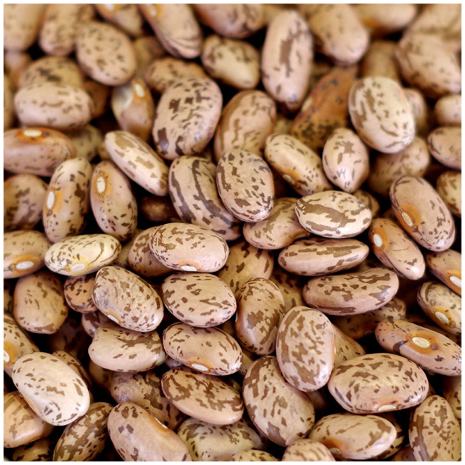New Premium Pinto Beans-высокое качество, Лучшая цена, непосредственно от производителя в Мексике