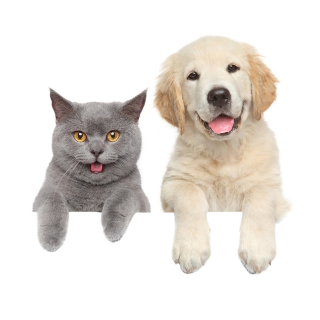 Good Effect cure cpv Canine Parvovirus