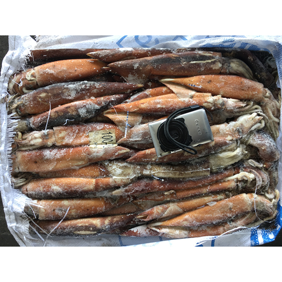 Wholesale BQF Seafood Products Frozen Squid Whole Round China North Pacific Squid