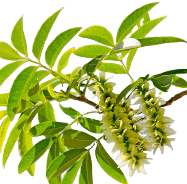 Bozhou swanf 1 кг Feng yang Pterocarya stenoptera семена на продажу