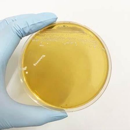 Оптовая продажа, пищевые пробиотики, порошок lactobacillus plantarum, пробиотическое сырье, 400B CFU/g Lactobacillus plantarum