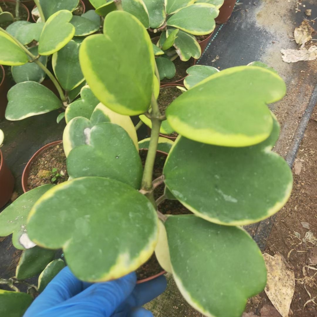 Live Hoya кактус или в форме сердца кактус Hoya Kerrii Variegata