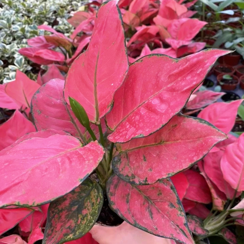 Красный Aglaonema Sukson Jaipong