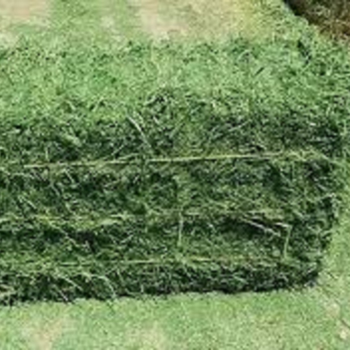 Alfalfa Hay